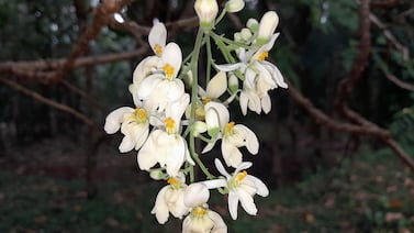 Esta planta común podría eliminar hasta 98% de microplásticos del agua potable, revela estudio científico