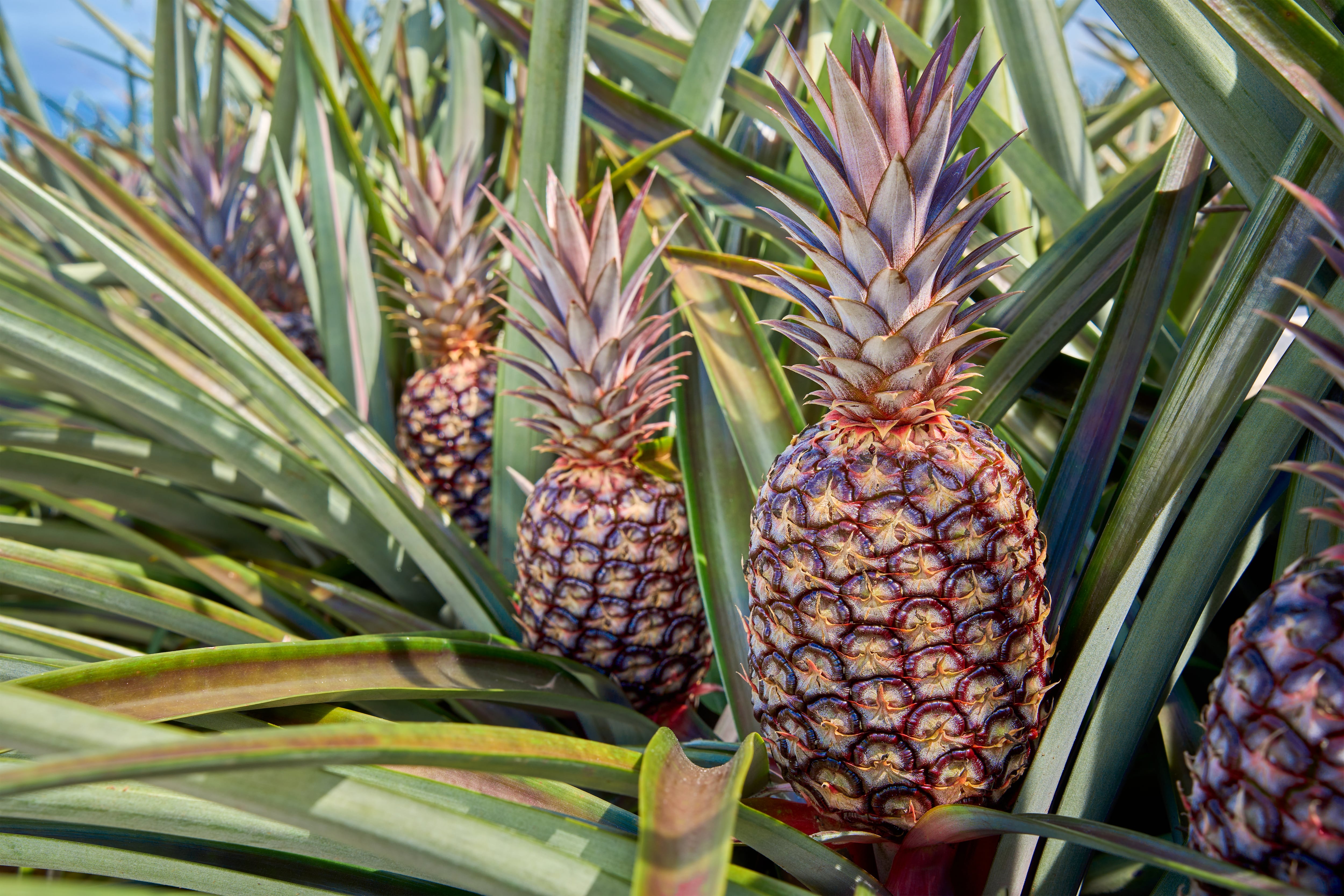 Piña cáscara roja Rubyglow