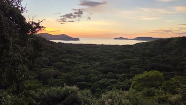 Enjoy Hotels plantea tala de 700 árboles en playa Panamá: ¿qué proponen?