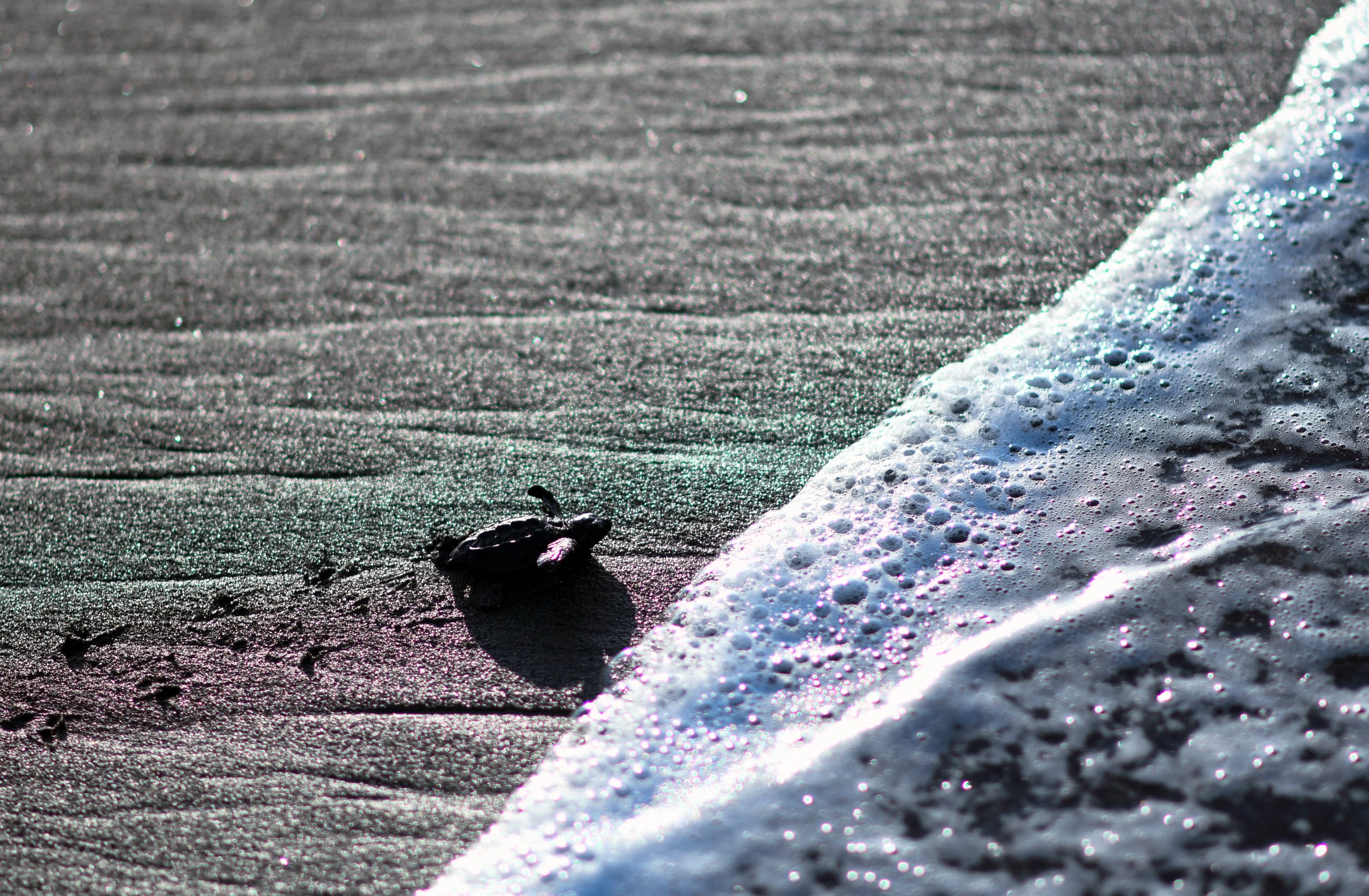 Una cría de tortuga negra (Chelonia mydas agassizzi) rumbo al mar tras ser liberada en la playa de Sipacate, a unos 135 km al sur de la Ciudad de Guatemala, en agosto de 2020. El espectáculo de migración a Tortuguero de la especie atrae a turista e impulsa la economía local. Fotografía: