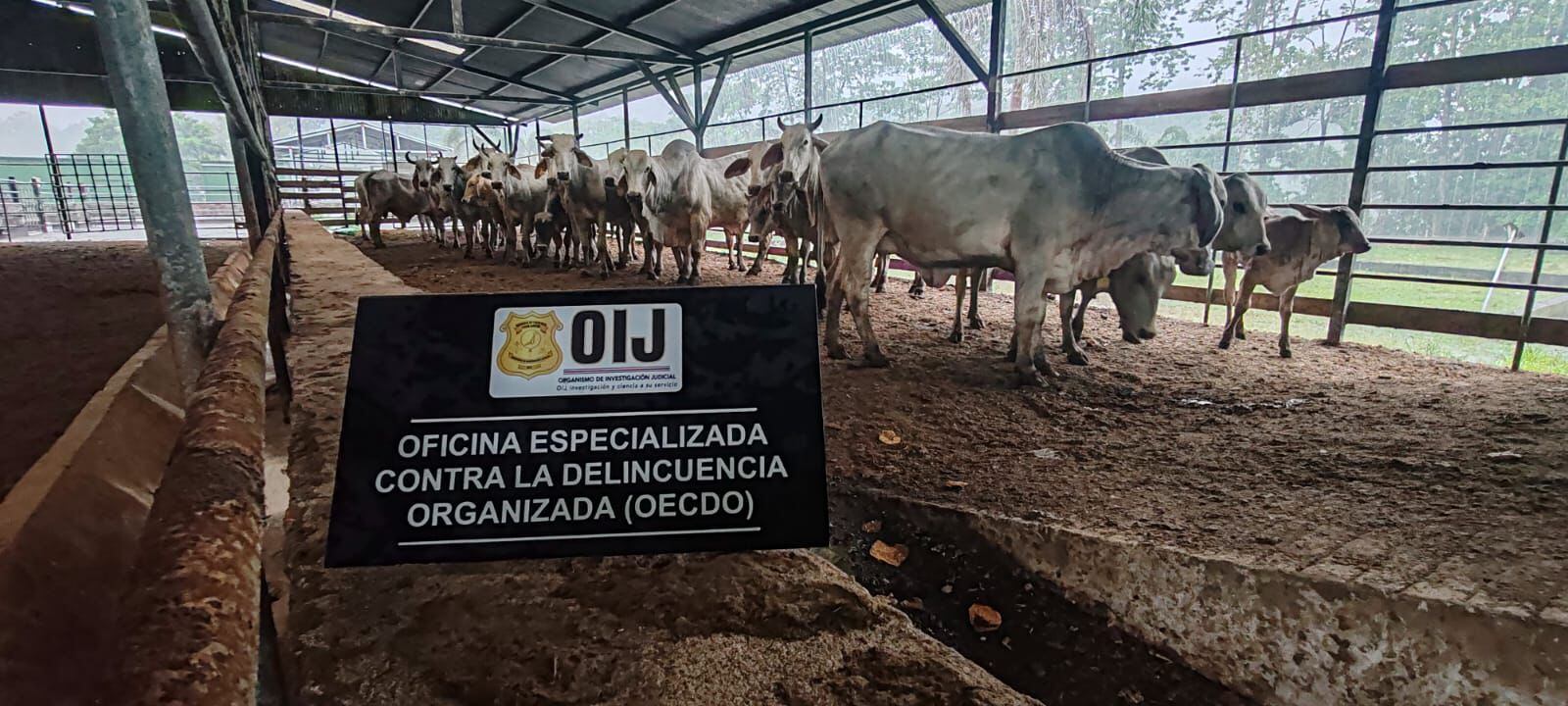 OIJ decomisa 60 vacas durante los operativos contra el Cartel del Caribe Sur.