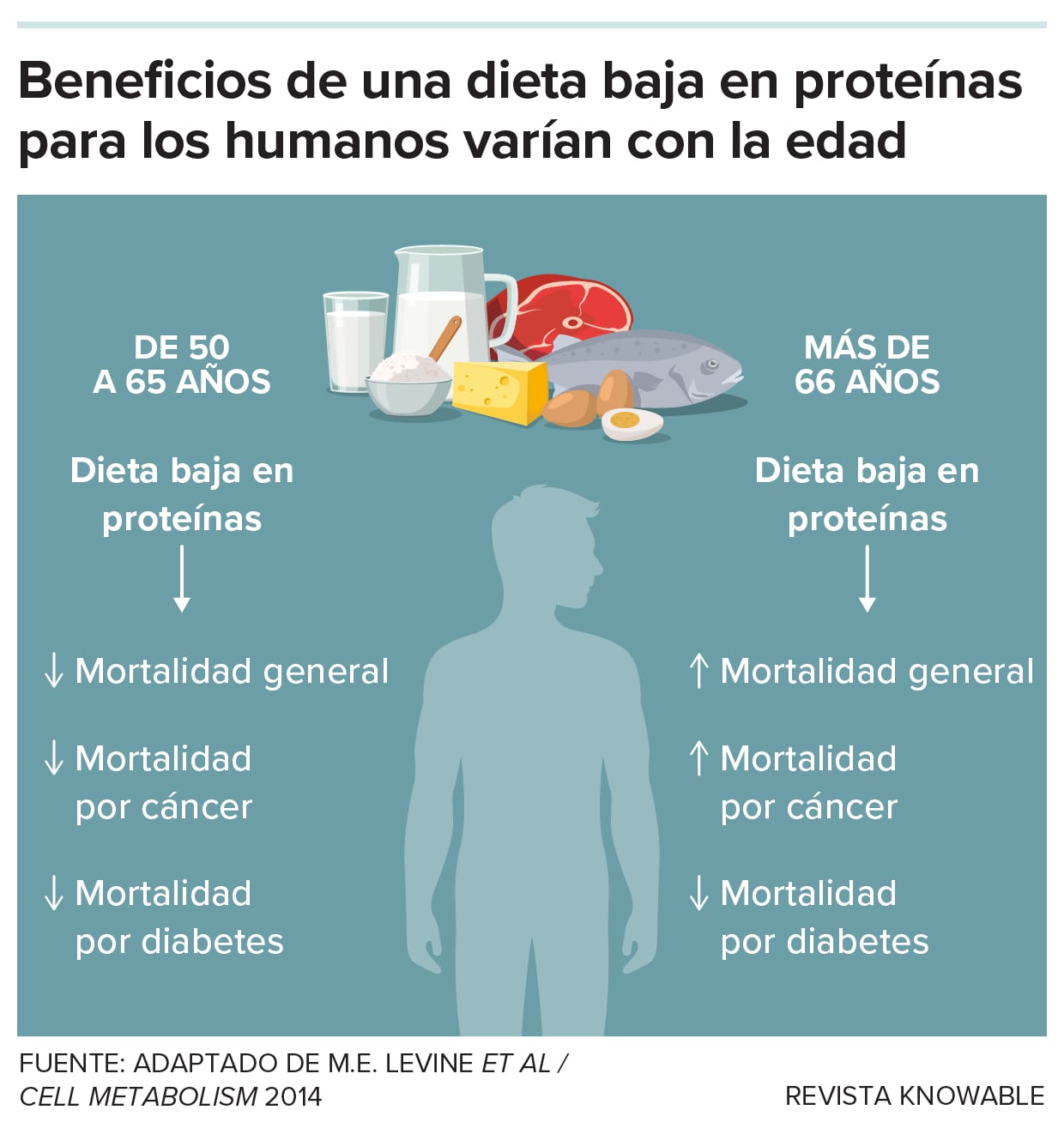 Entre 50 y 65 años, una dieta baja en proteínas reduce la mortalidad; después de los 66 años, reduce muertes por diabetes pero aumenta las por cáncer y otras causas.