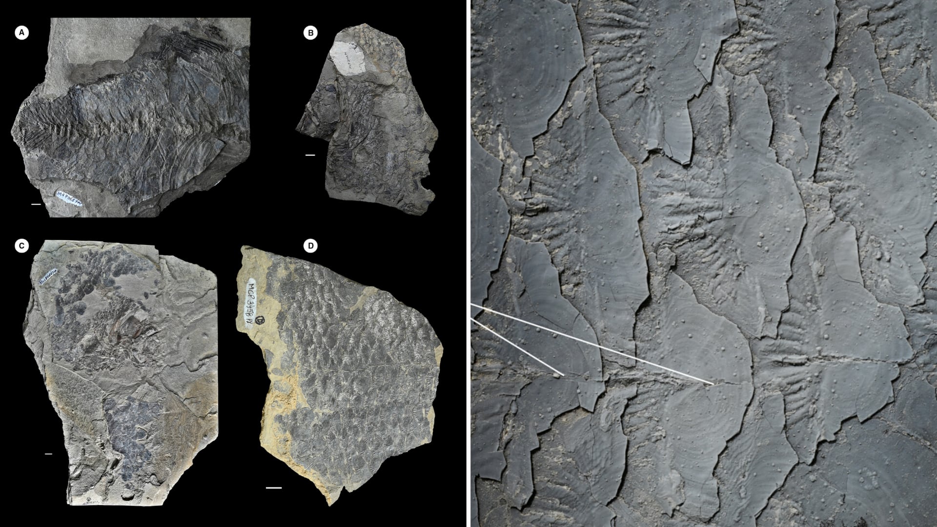 Un pez fósil de 125 millones de años descubierto en Brasil revela el registro más antiguo de peces con espinas en las aletas en el hemisferio sur.