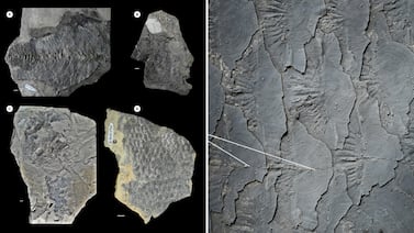 Hallazgo en Brasil revela pez fósil de 125 millones de años y cambia lo que la ciencia creía sobre su origen
