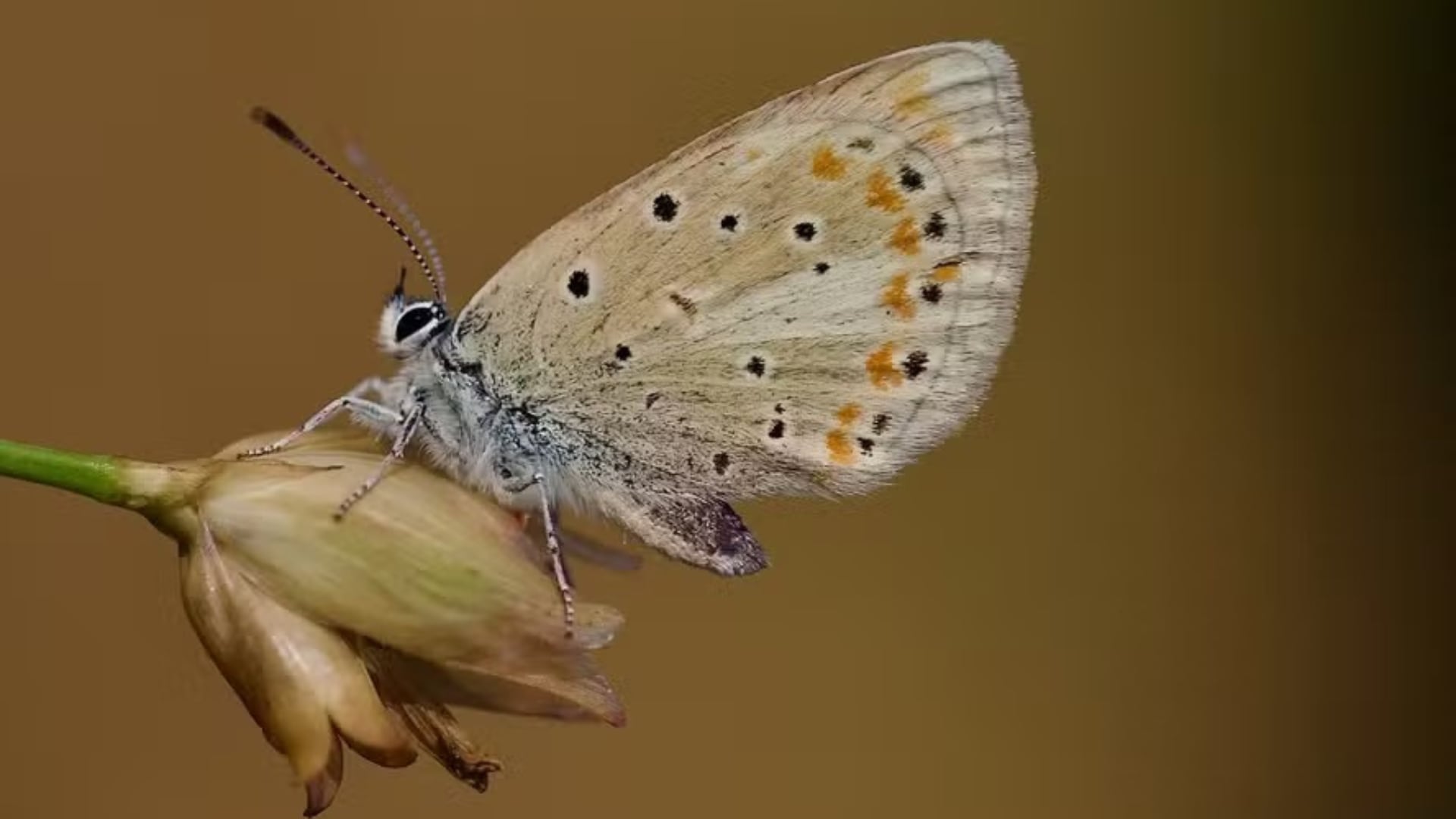 La mariposa atlas azul fue confirmada en 2025 como el animal con más cromosomas. Su ADN podría ser útil para entender el cáncer.