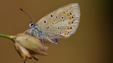 ¿Qué animal tiene más cromosomas? La respuesta cambió en 2025