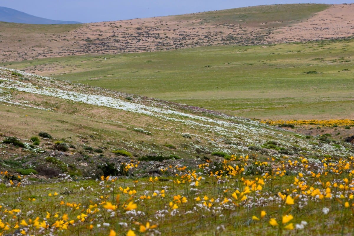 Flores florecen en el desierto de Atacama, en Copiapó, Chile, el 17 de septiembre de 2026.