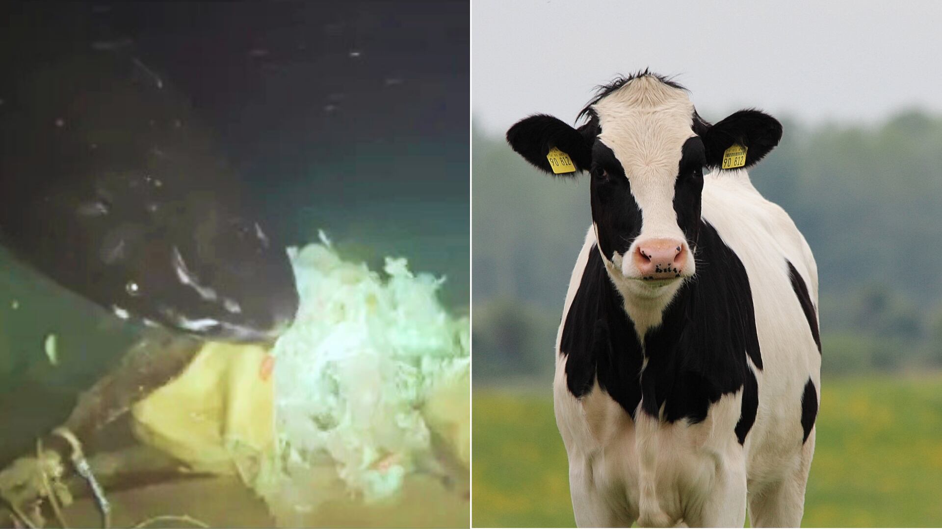 Investigadores hallaron tiburones dormilones en aguas inesperadas y registraron patrones sociales y adaptaciones defensivas inéditas.