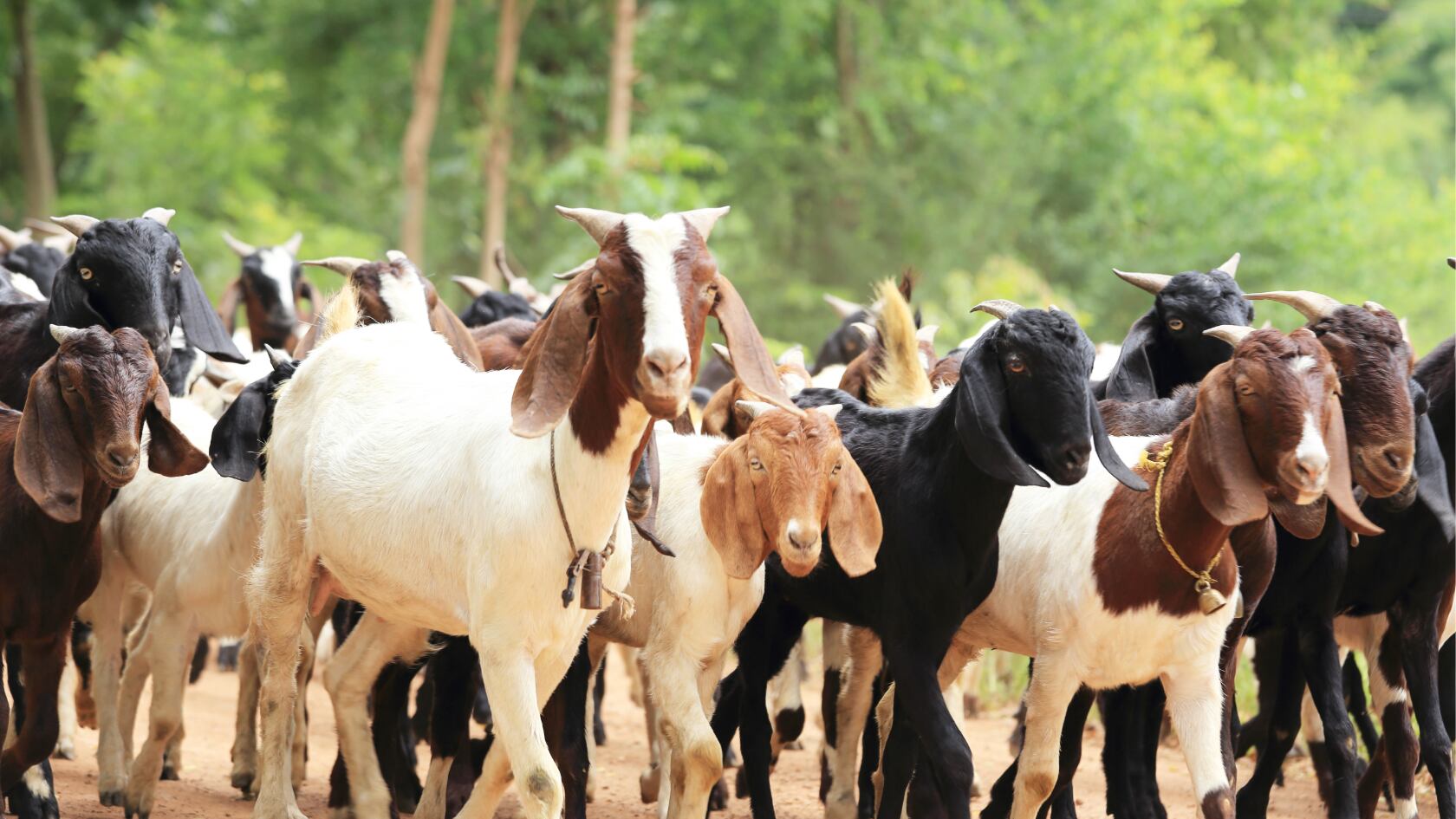 Las cabras y los cerdos son animales comunes utilizados en el entrenamiento médico militar de Estados Unidos para simular lesiones de combate, como heridas de bala, quemaduras y amputaciones.