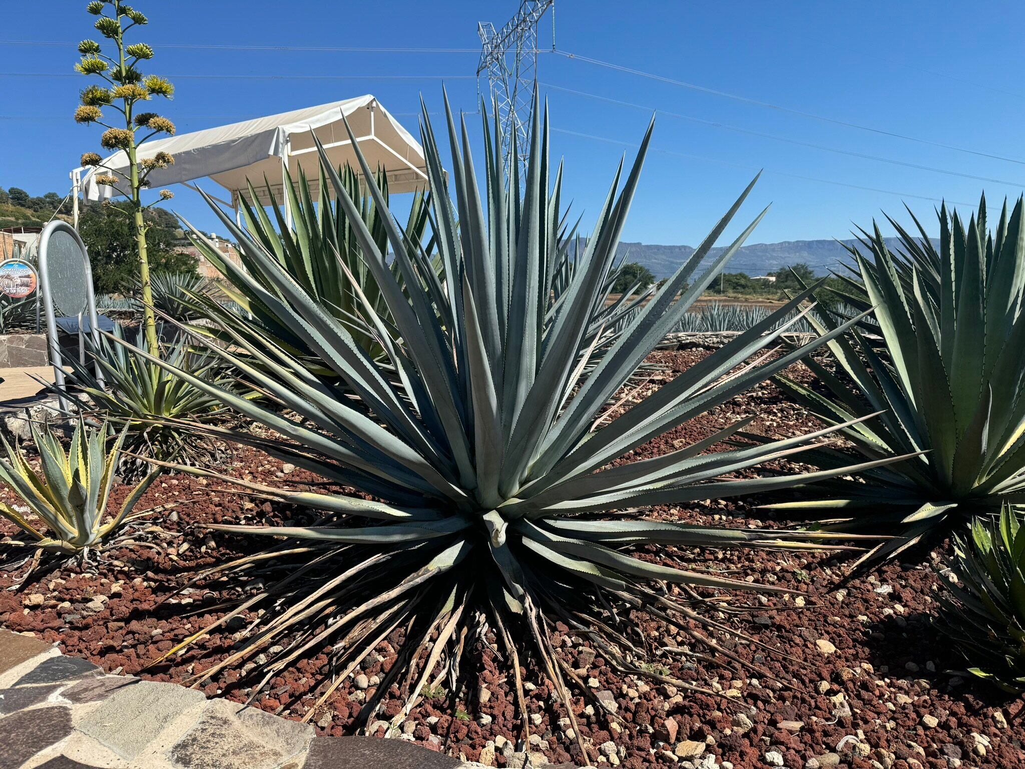 Planta con pinta de peligrosa es la minita de oro del tequila mexicano.
