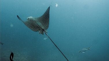 Comercio mundial de tiburones y mantas será regulado