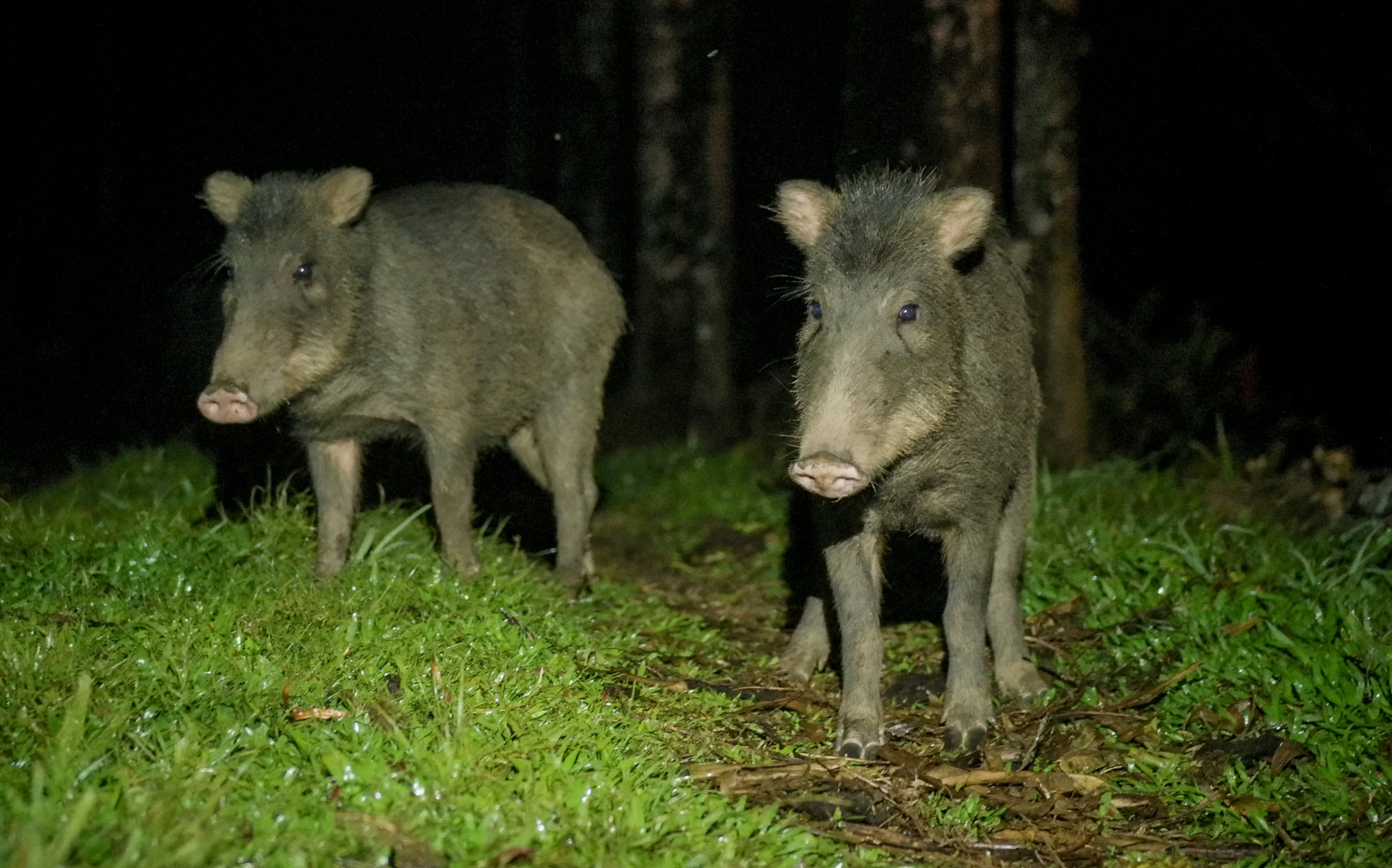 13 chanchos de monte son trasladados para recuperar el ecosistema del Parque Nacional Piedras Blancas
