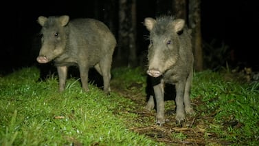 Operación chancho de monte: la misión que cruzó bosques y mares para llevar una especie a casa