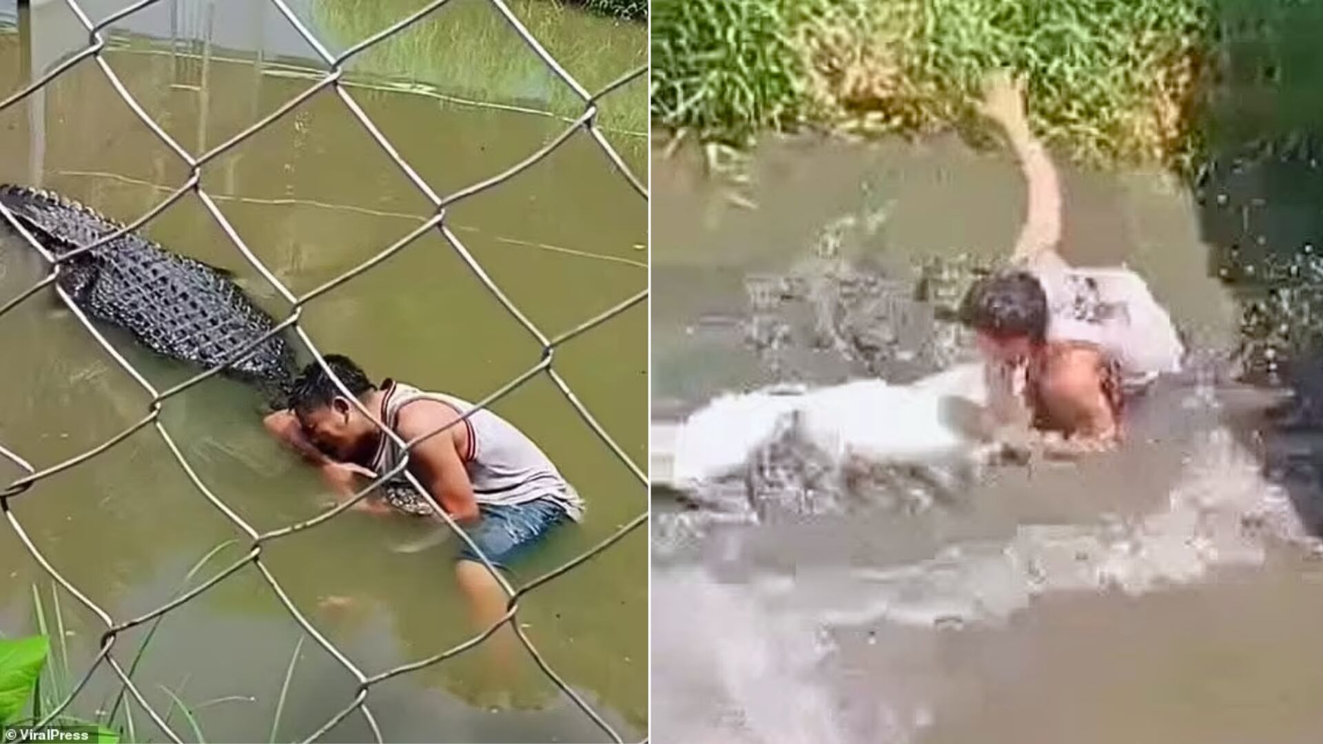 Un turista de 29 años fue atacado por una cocodrilo hembra de 4,5 metros en el zoológico Kabug Mangrove Park and Wetlands, en Filipinas, luego de entrar sin autorización al recinto creyendo que el reptil era una escultura. El hombre resultó con heridas graves y más de 50 suturas.