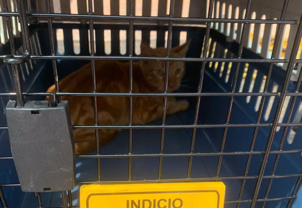 Animales maltratados en Tibás