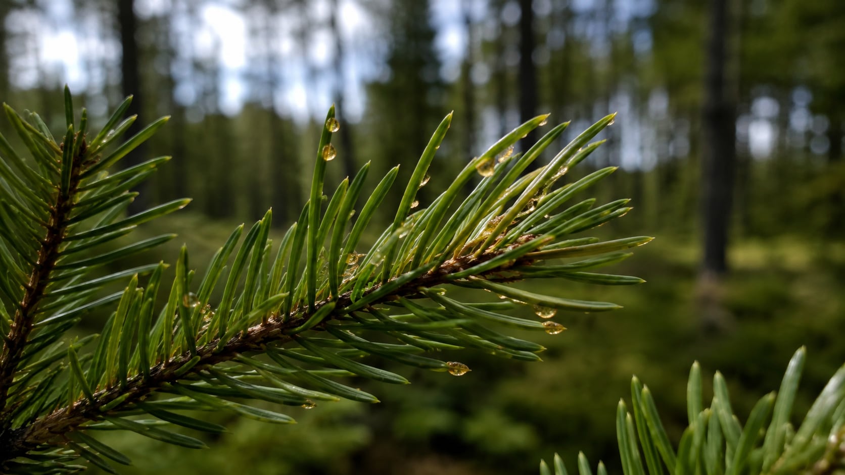 La investigación identificó partículas de oro en abetos de Finlandia y reveló un proceso biológico que podría ayudar a localizar nuevos yacimientos.