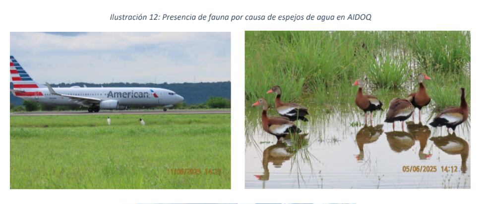 Aves en pista de Liberia.