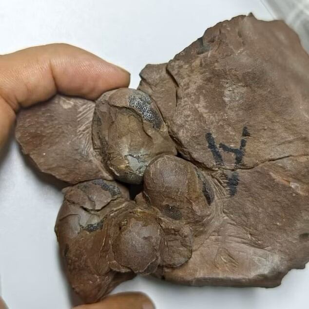 Huevos de dinosaurio