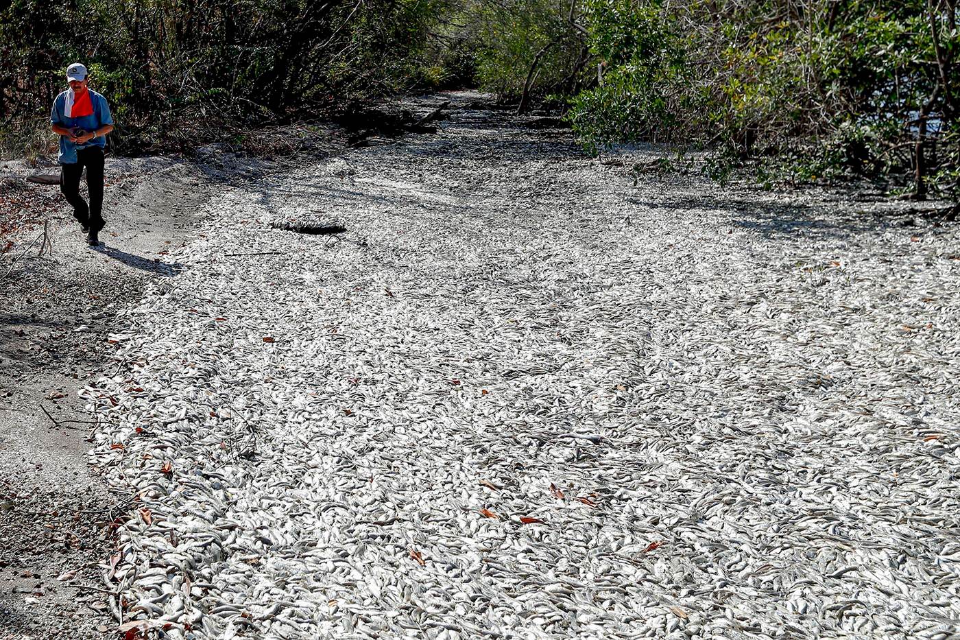 Mal olor persiste en playa Ensenada por la muerte de miles de peces. Foto: Luis Navarro