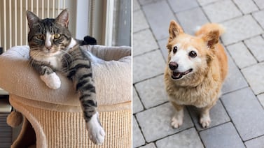 ¿A qué edad se considera a un gato y a un perro viejos? Los cuidados, comida y rutinas que cambian