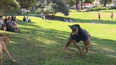 Colegio de Médicos Veterinarios pide a sus agremiados rechazar atención de ‘therians’