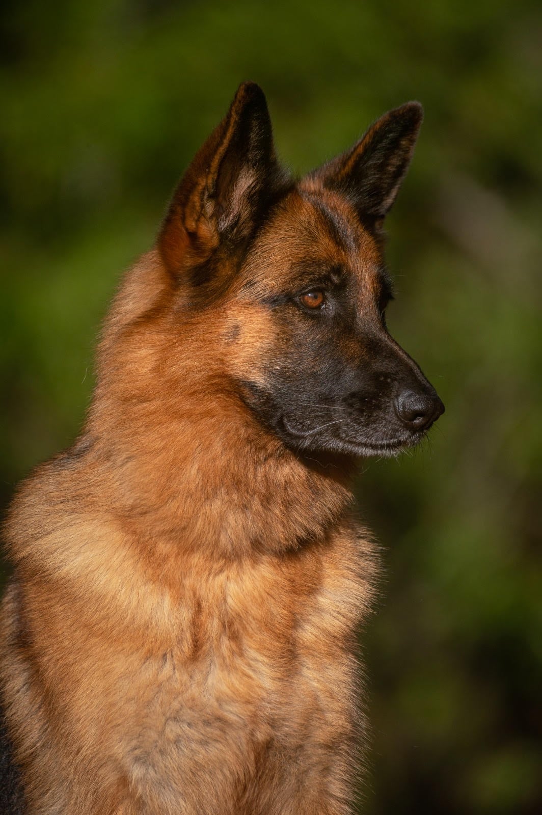 Lluna, pastor alemán de Ana Matilde Bejarano
