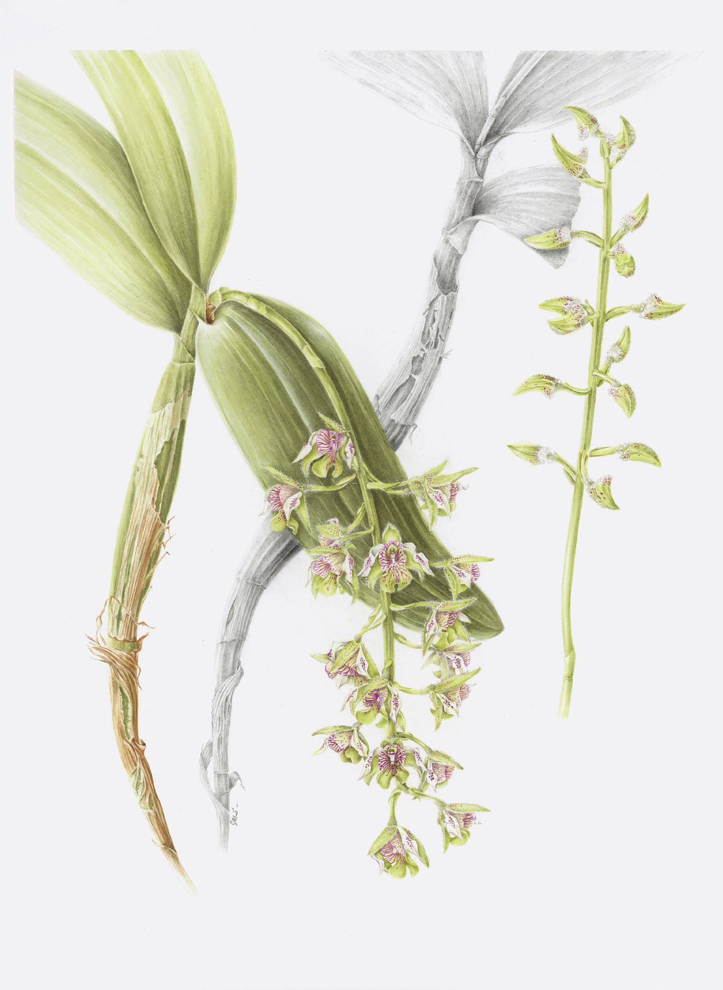 Sylvia Strigari / MATERIAL EMBARGADO ANCORA