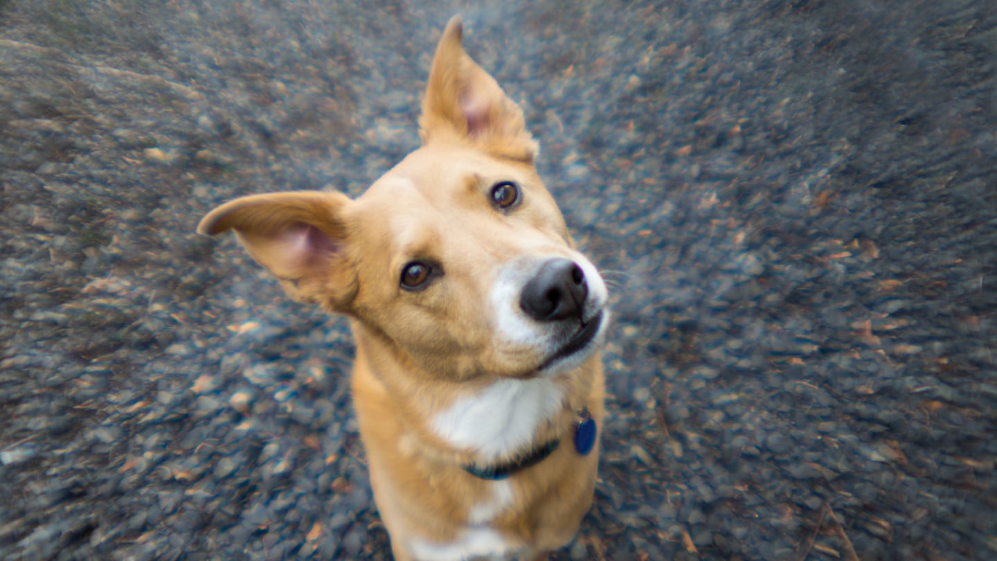 Perro Rol Nuevo rol de los perros: De cazadores a compañeros adaptados a la vida ...