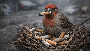 Colillas en los nidos: la estrategia de los pájaros abre preguntas sobre salud y adaptación