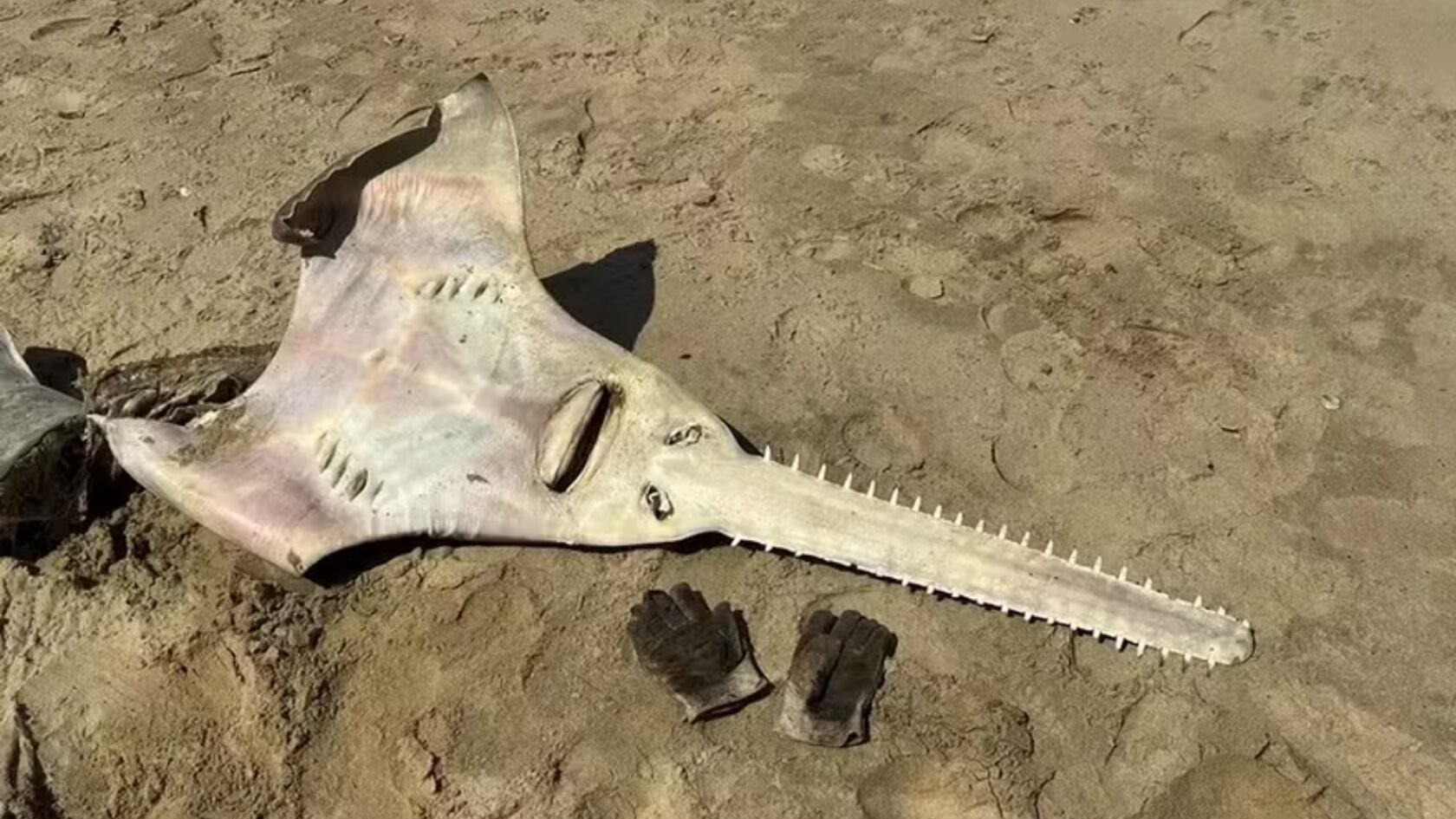 A pesar de parecerse a un tiburón, la especie con un hocico largo, plano y dentado es en realidad una raya.