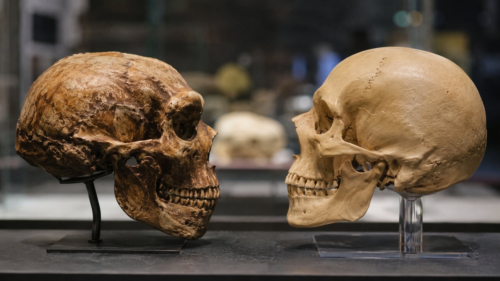 El análisis de ADN antiguo mostró cómo tres cambios genéticos influyeron en la formación de rostros más robustos en neandertales.