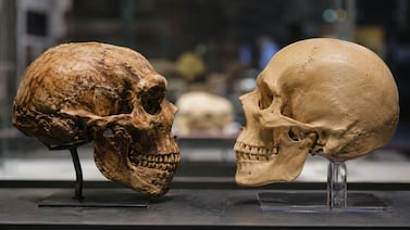 ADN neandertal revela cómo se formaron los rostros humanos y por qué tenían mandíbulas más grandes