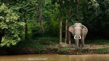 Turista muere tras ataque de elefante en parque nacional de Tailandia y su esposa presencia el hecho