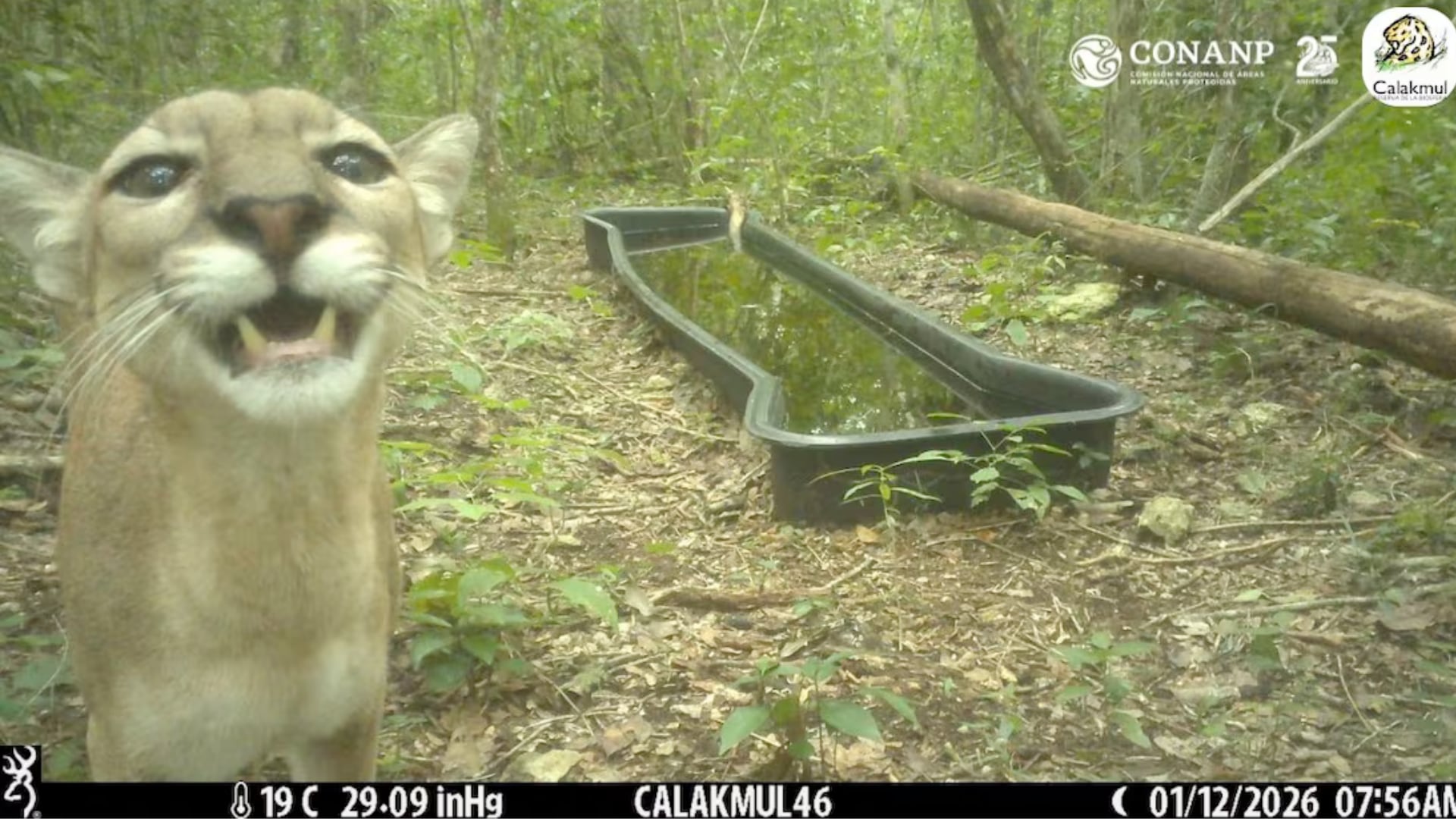Una imagen de un puma en Calakmul llamó la atención por su gesto. El hecho resalta el valor de esta reserva para la conservación.