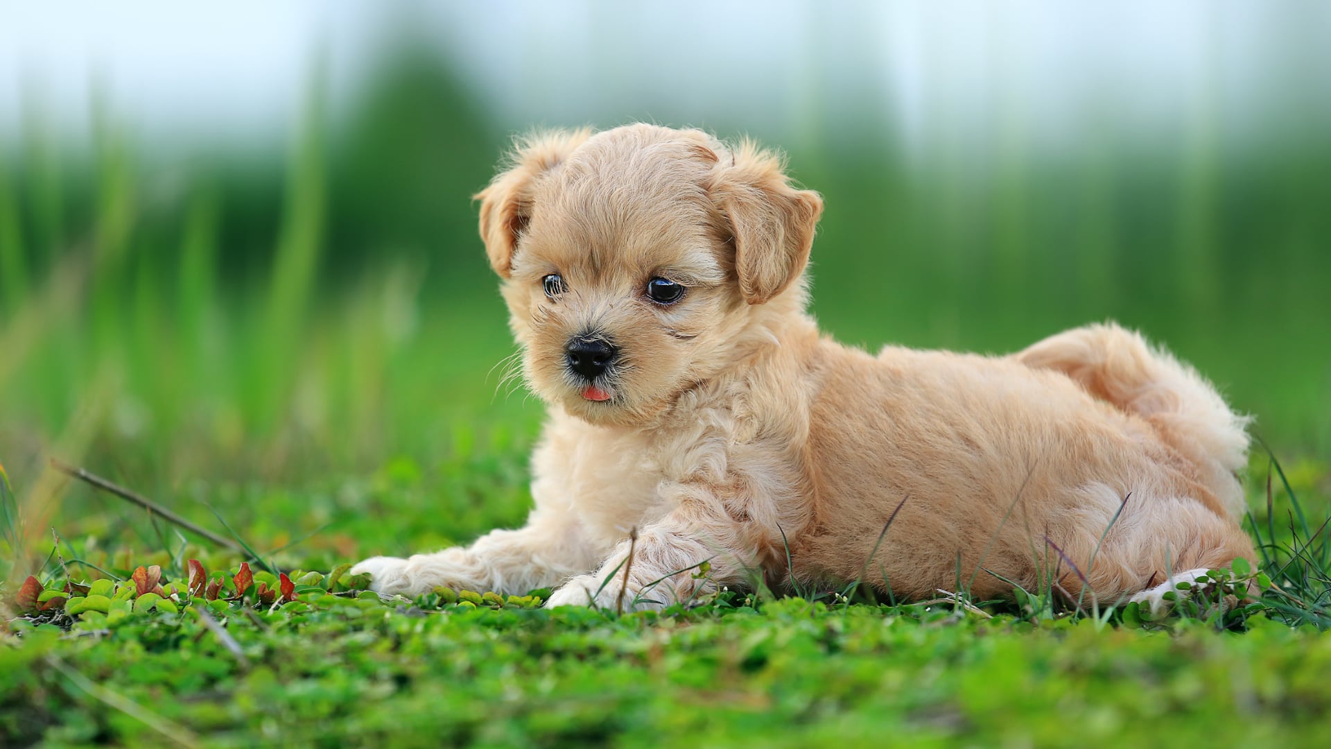 Una organización ambiental identificó patógenos de origen doméstico en fauna silvestre uruguaya. Los estudios genómicos confirmaron la transmisión desde perros.