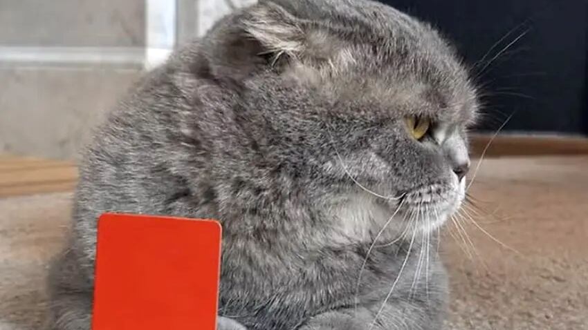 Maximus Textoris Pulcher, gato del primer ministro de Belgica es toda una sensacion en las redes sociales.