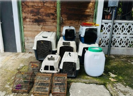 Tenían tortugas, loros y aves exóticas: Minae decomisa 30 animales silvestres en Puntarenas