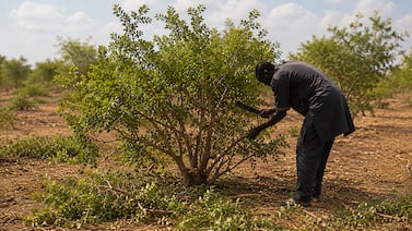 África unida: 11 países construyen una muralla de 8.000 km con la idea de frenar el desierto del Sahara