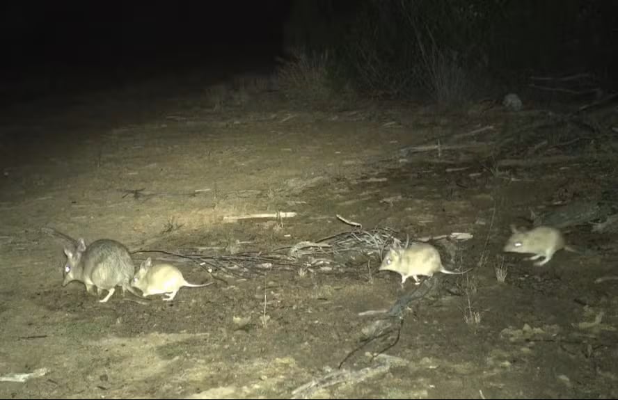 Captaron en video a crías de un marsupial que llevaba 150 años extinto en su hábitat natural en Australia