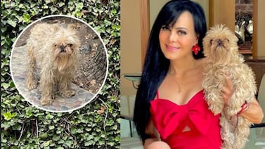 El Topo: La historia de Sadie, la adorable (y despeinada) mascota de Maribel Guardia