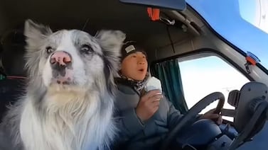 Perro con 1,5 millones de seguidores en TikTok fue secuestrado y terminó como comida en un restaurante de China