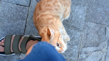 Por qué los gatos se frotan contra las personas y cuándo ese gesto amerita atención