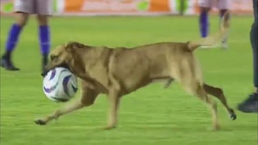 Perro interrumpe partido en México y se vuelve el protagonista de un encuentro
