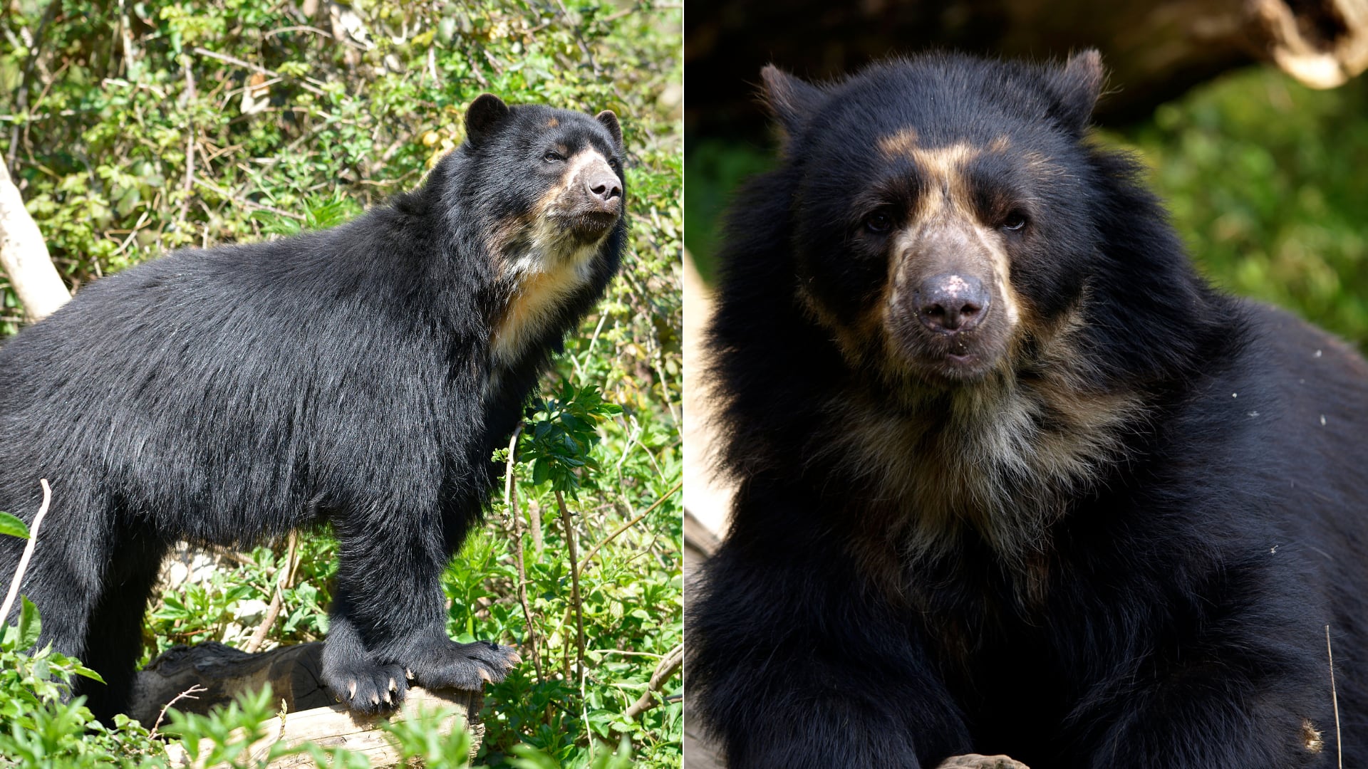 Huellas y análisis de ADN confirmaron que el oso andino habita en las yungas de Argentina, donde podría vivir la población más austral de esta especie.