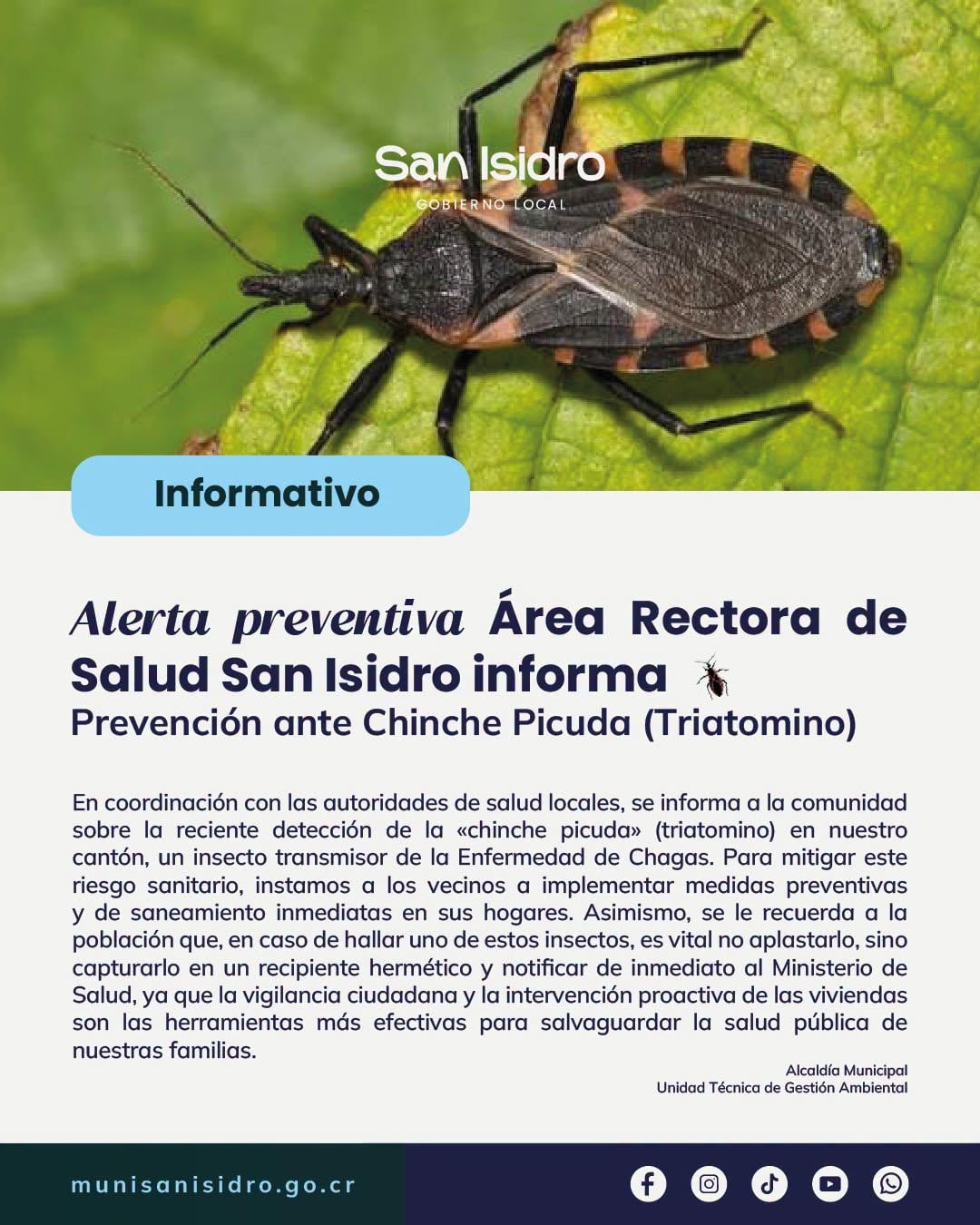 Municipalidad de San Isidro de Heredia alertó sobre la reciente detección de la «chinche picuda» (triatomino) en el cantón. Este insecto es transmisor de la Enfermedad de Chagas.