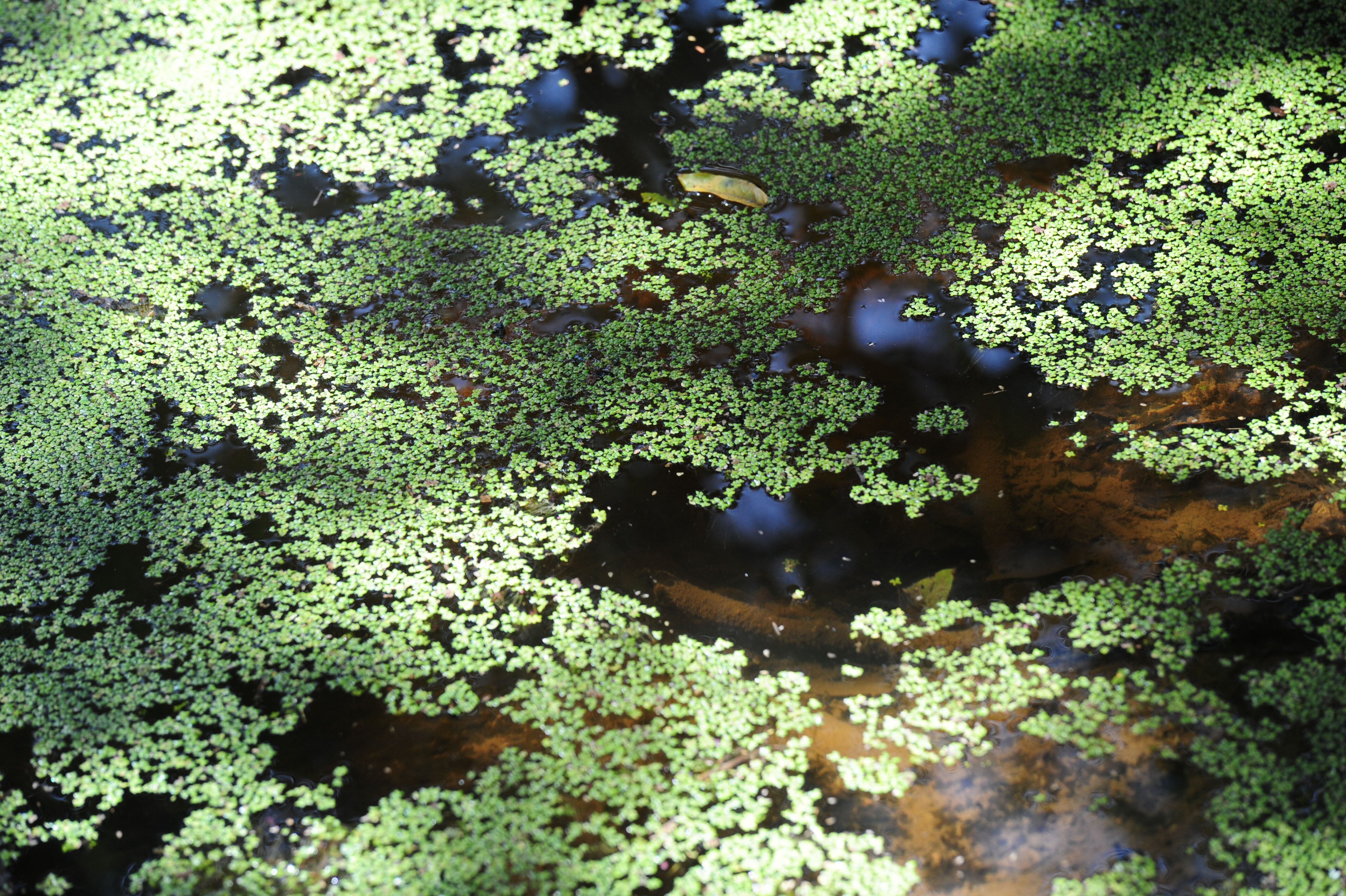 Parque natural urbano Lorne Ross