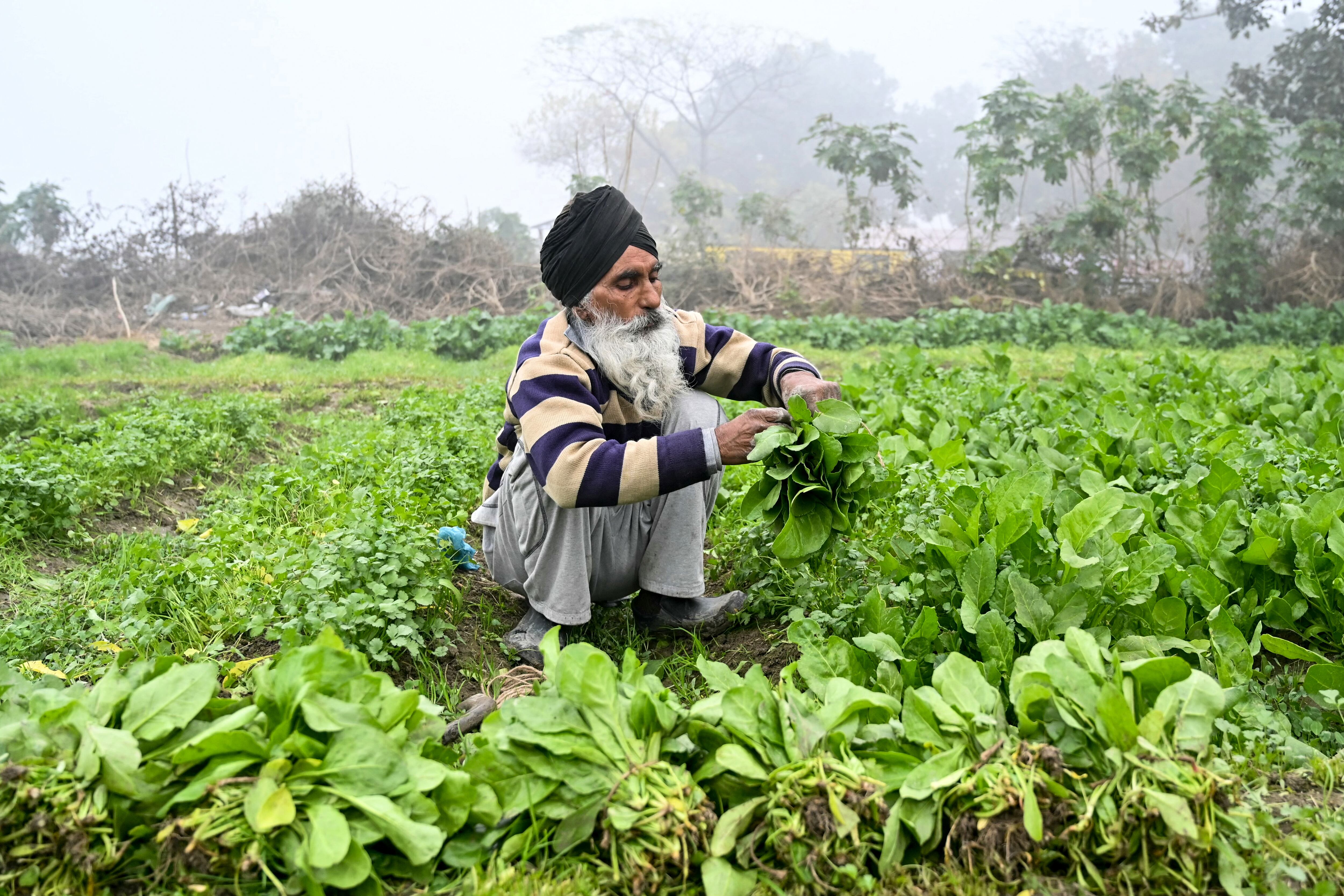 Un agricultor cultiva espinacas en Amritsar, India. Se ve un hombre con barba blanca sentado en un sembradío.