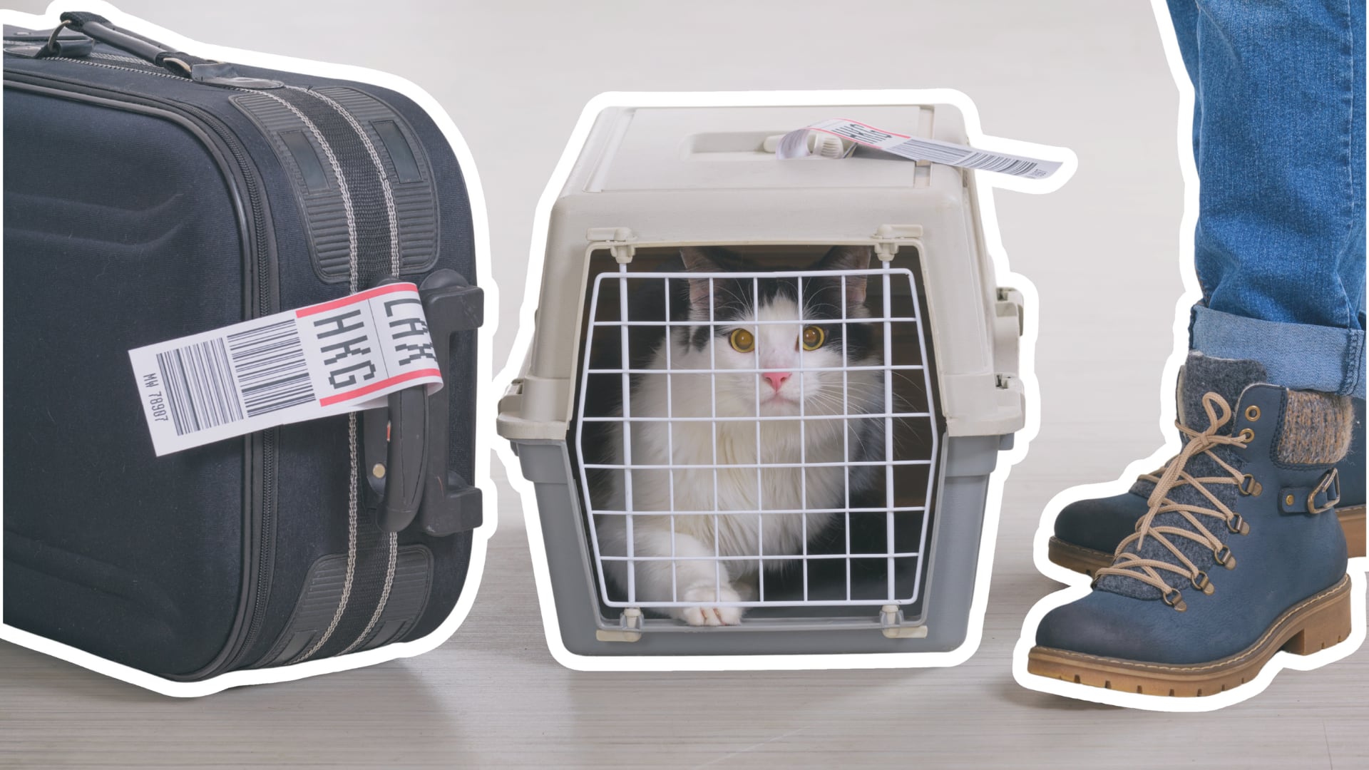 El carrier adecuado y la preparación previa ayudan a reducir el estrés de perros y gatos durante vuelos largos.