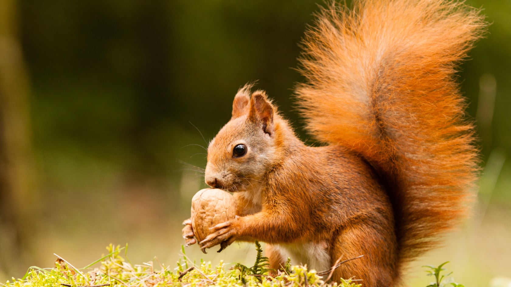 Una ardilla causó alarma en Estados Unidos tras atacar a cinco personas. Vecinos emitieron advertencias y autoridades investigan el caso.