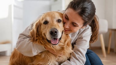 Estudio científico encontró genes de perros golden retrievers asociados a emociones humanas